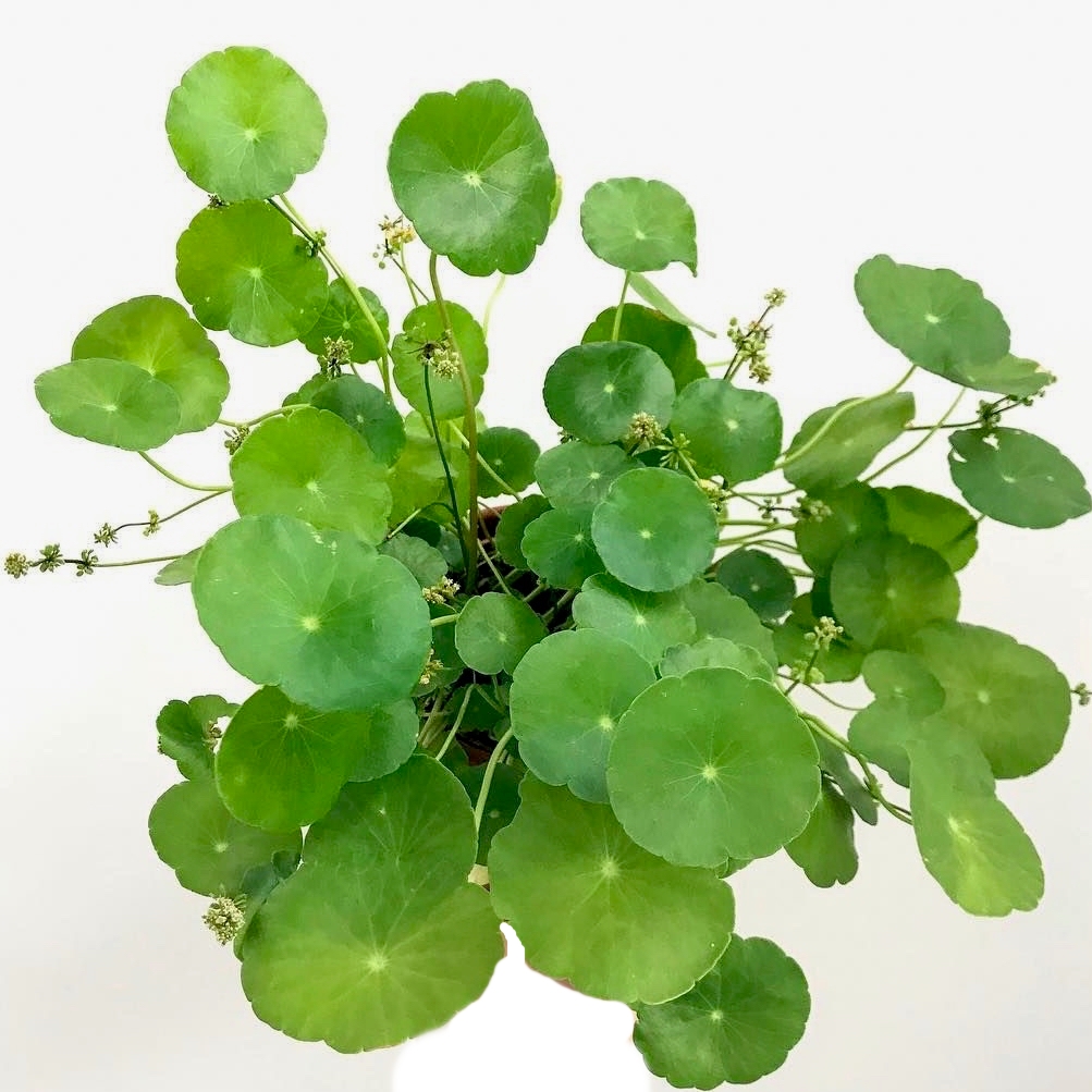 Hydrocotyle vulgaris in pot